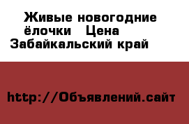 Живые новогодние ёлочки › Цена ­ 100 - Забайкальский край  »    